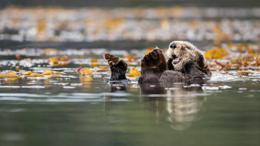 sea otter floating on water