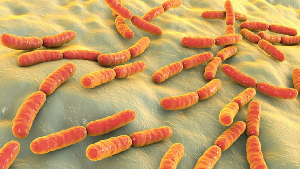 Lactobacillus bacteria
