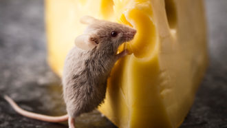 Mouse smelling cheese