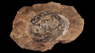 soft-shelled dinosaur egg fossil
