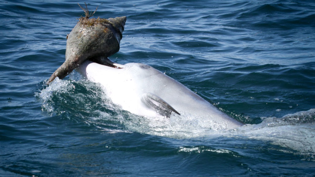 bottlenose dolphin carrying a shell