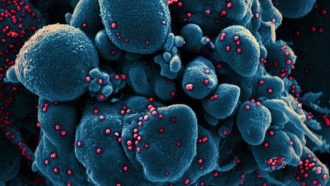 coronavirus,