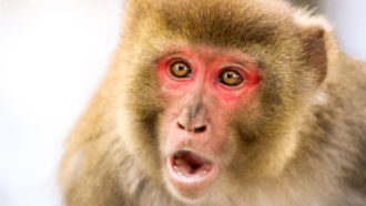 surprised-looking rhesus macaque monkey