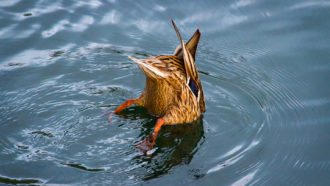 Mallad ducks fishing