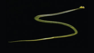 Paradise tree snake