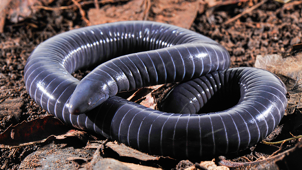 Ringed caecilians (Siphonops annulatus) don’t just look like snakes; new research suggests they might also deliver a venomous bite. Caecilians are a