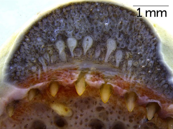 caecilian teeth and venom glands