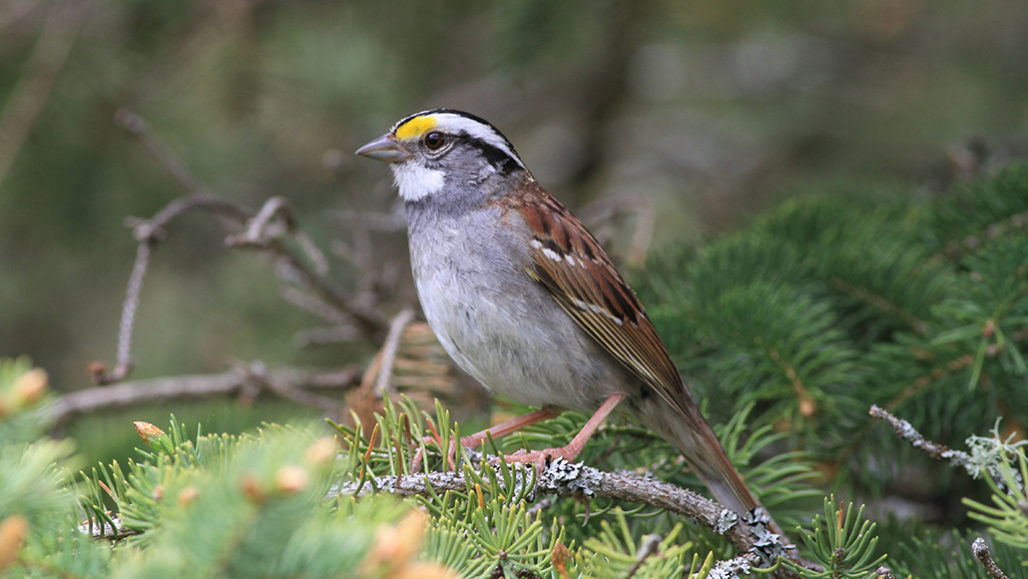 white-throated sparrow sitting on a branch