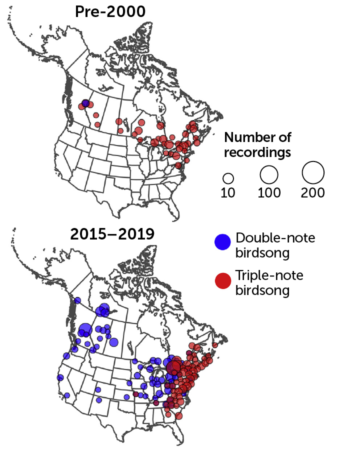 map of the spread of the white-throated sparrow's song, 2000 to 2019