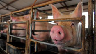 PIGS