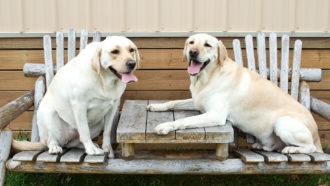 Two yellow labs