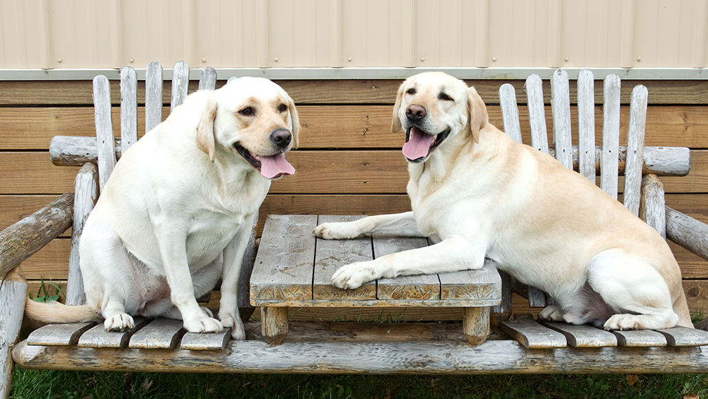 calculating a dog's age in human years