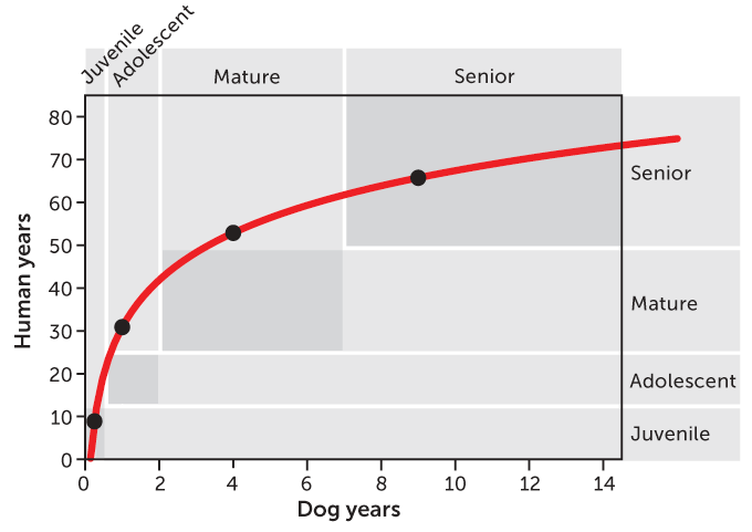 Dog age graphic