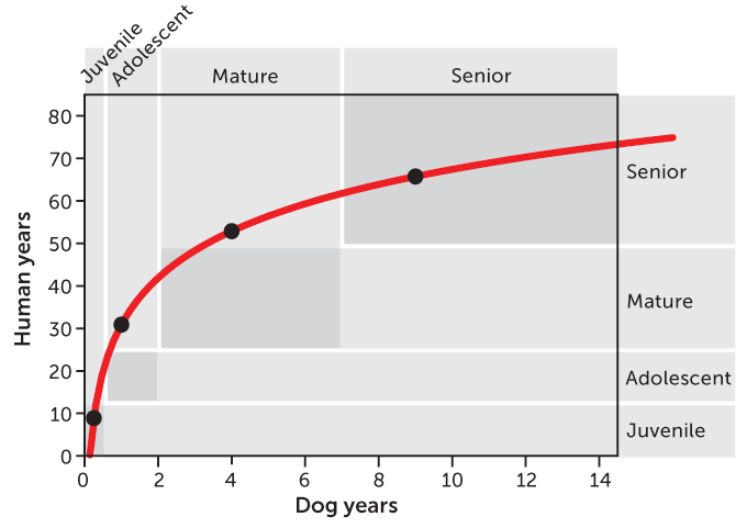 how old is a dog in human years at 4