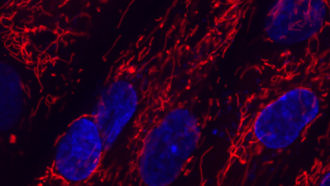 mitochondria in cells