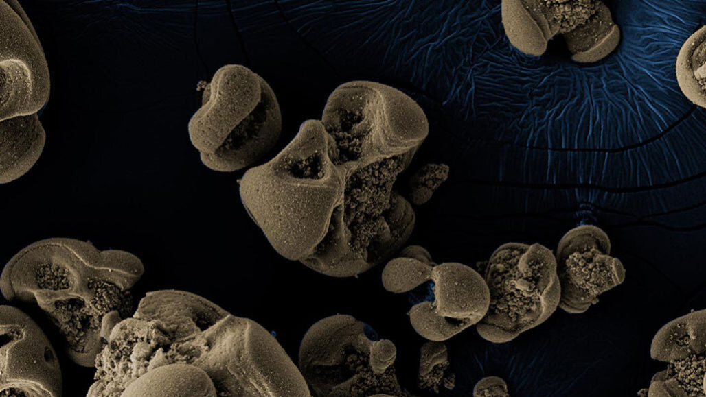 Bacteria that eat manganese