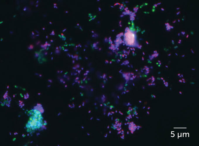 Hình ảnh kính hiển vi huỳnh quang của vi khuẩn mangan