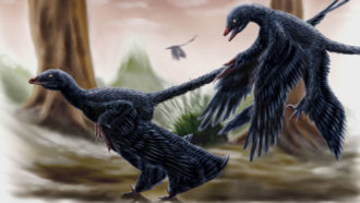 Illustration of what Microraptor looked like