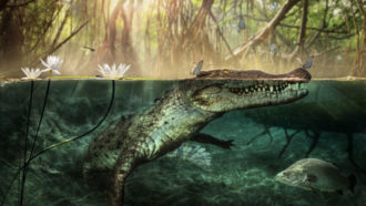 Crocodylus checchiai illustration