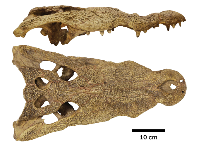 ancient African crocodile skull