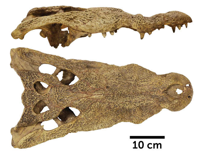 ancient African crocodile skull