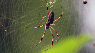banana spider in web