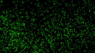 microscope image of ancient microbes