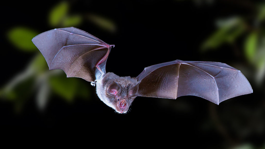 horseshoe bat