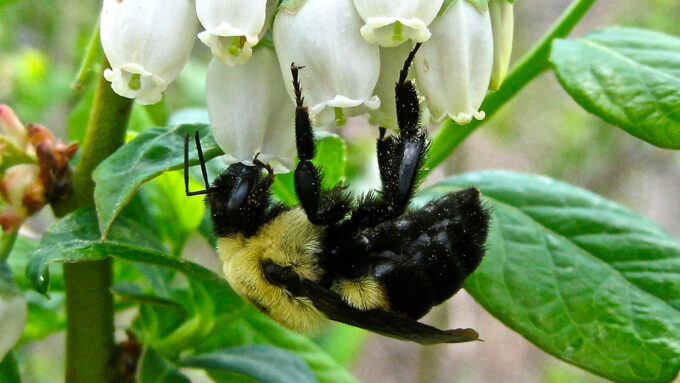 bumblebee