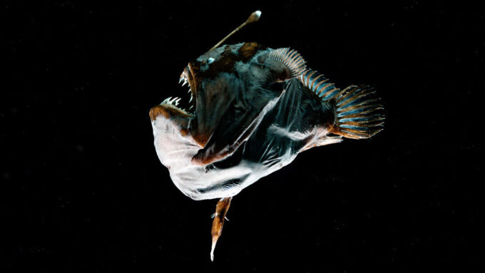 Male deep-sea anglerfish