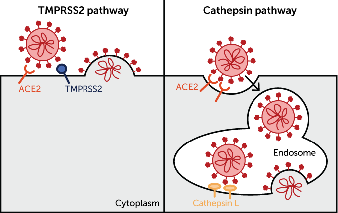 SARS-CoV-2 cell pathways
