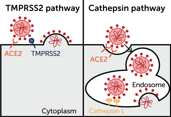 SARS-CoV-2 cell pathways
