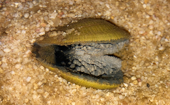 gravid golden riffleshell mussel