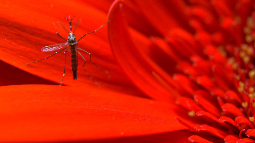 Aedes aegypti