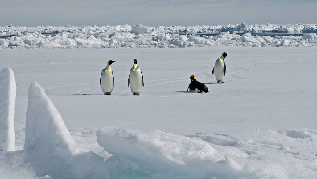 emperor penguins