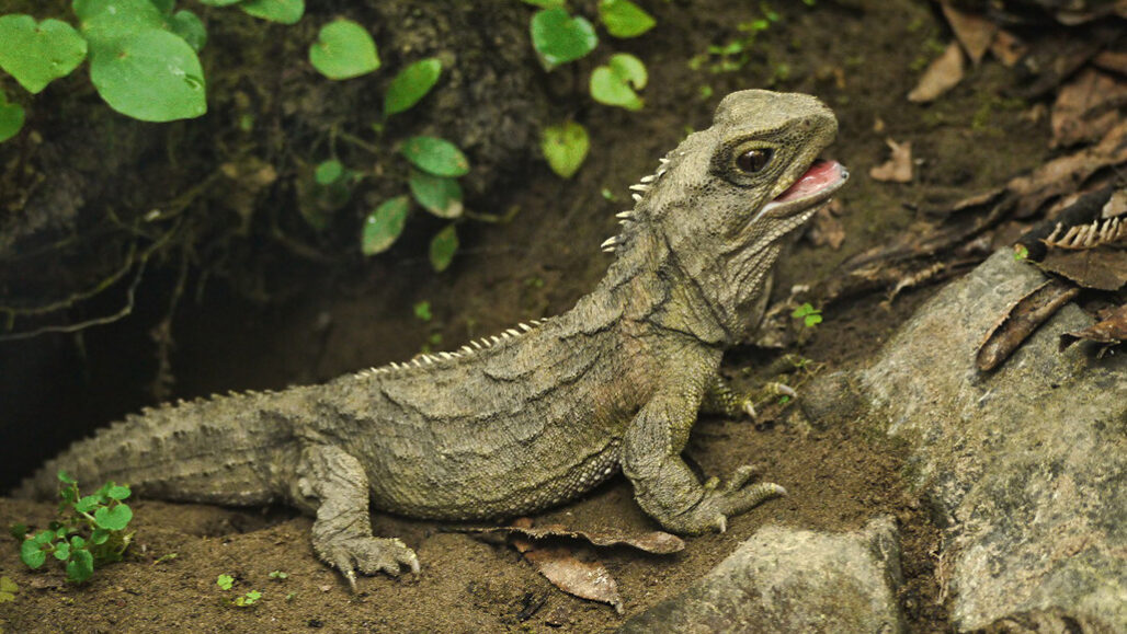 tuatara