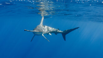 a hammerhead shark swimming