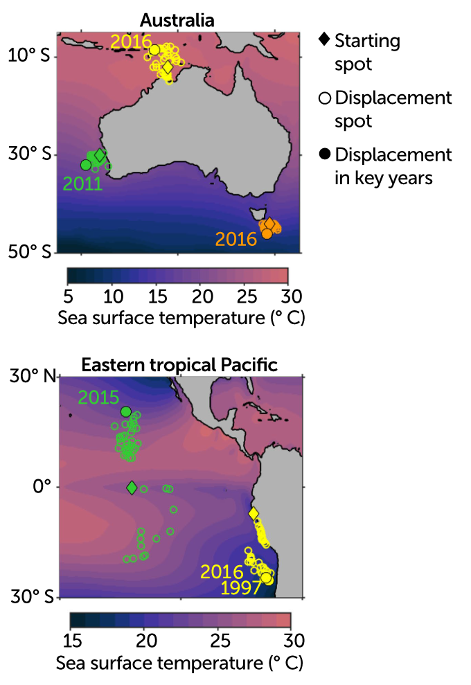 Thermal displacement of marine species due to ocean heat waves, 1982–2019