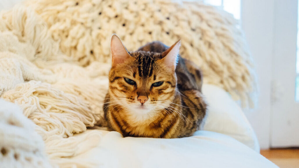 Cat on a bed