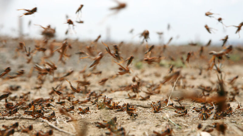dozens of locusts flying around in the desert