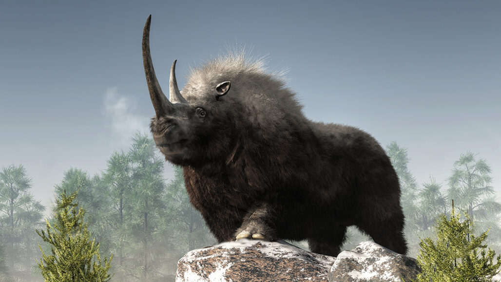 illustration of a woolly rhino