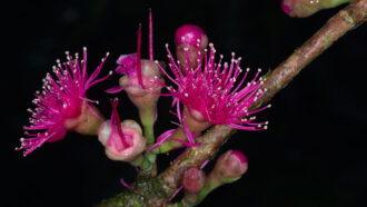 New Guinea Syzygium flower
