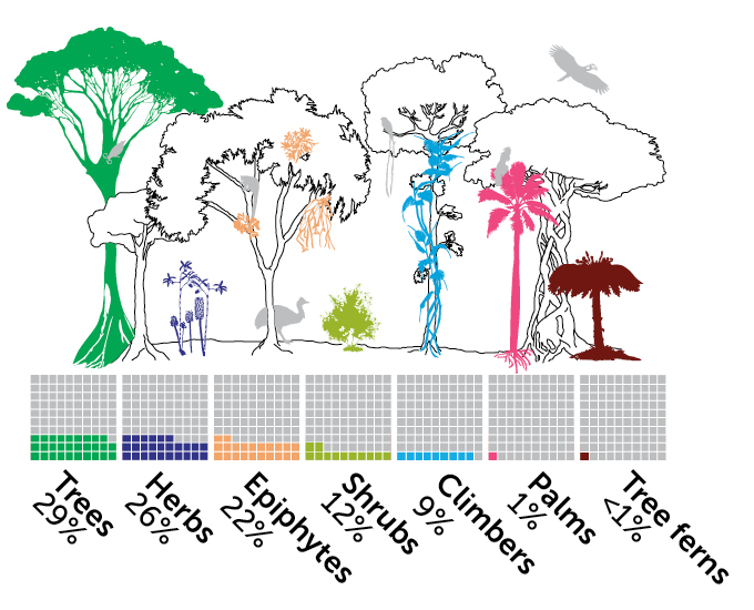 New Guinea plant classification chart
