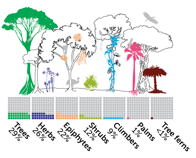 Indelingsschema voor planten in Nieuw-Guinea