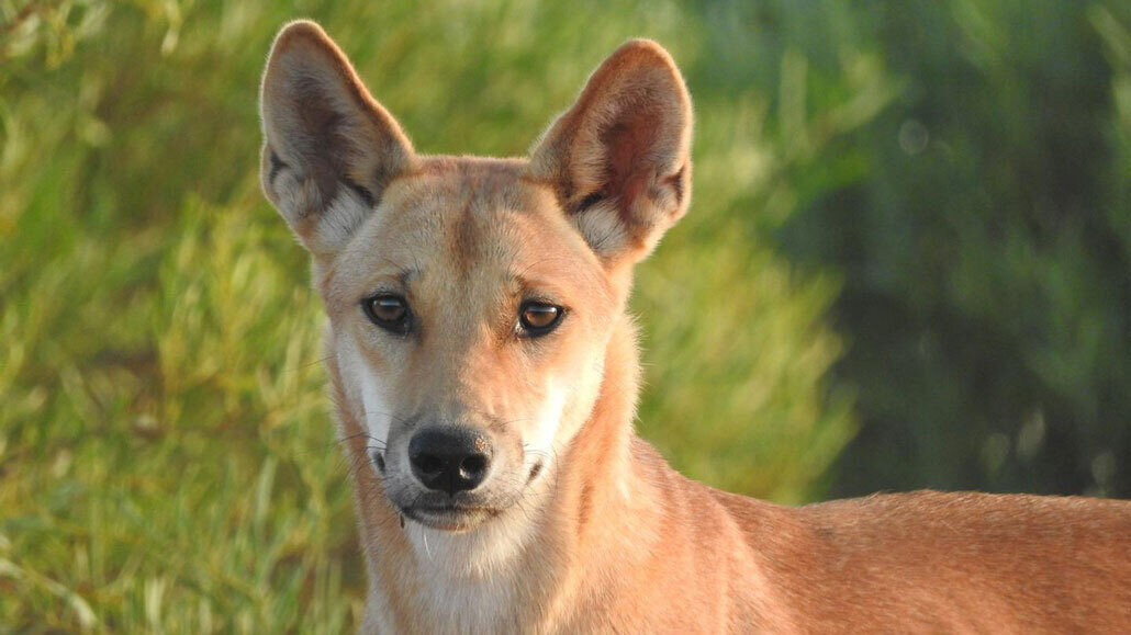 what to do if you see a dingo