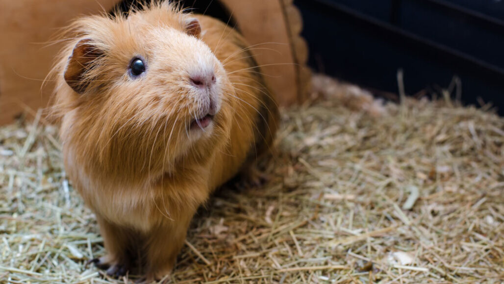 In Guinea Pigs Dust Can Spread The Flu Raising Covid 19 Questions Science News,Floating Subfloor Basement