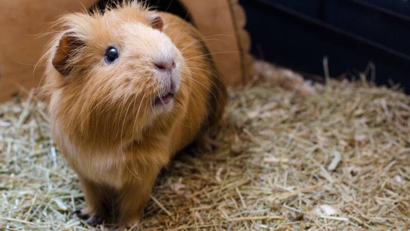 what can guinea pigs die from