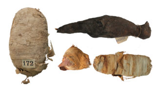 photos of three mummified animals