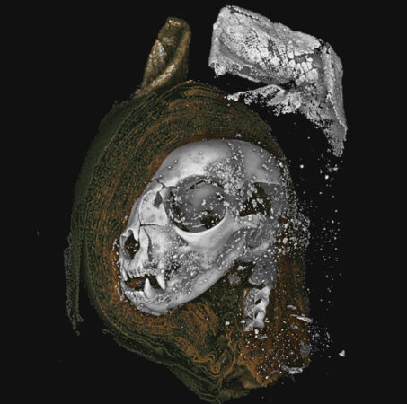 digitaal beeld van een scan van het hoofd van een kat