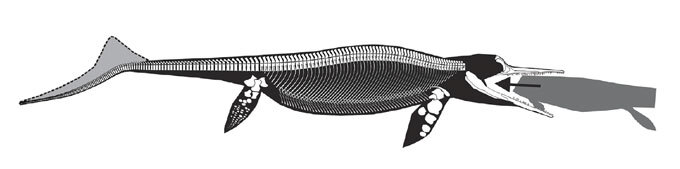ichthyosaur illustration